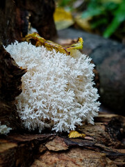 A dense cluster of white coral fungus (possibly Hericium or Clavulina) growing on rotting wood in a...