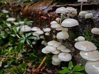 Glossy white porcelain mushrooms (Oudemansiella mucida) growing in clusters on a decaying beech log...