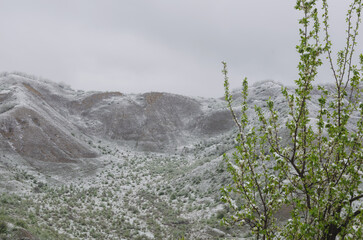 In the mountains, snow fell on trees with green foliage and grass