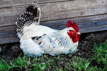 portrait of a majestic rooster with splendid plumage crouching on the grass with a thoughtful gaze