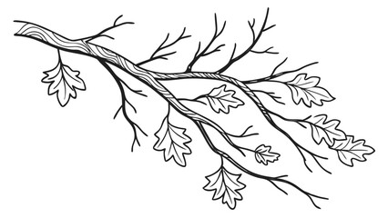 Black and white line art illustration of oak tree branch with leaves isolated on a white background.