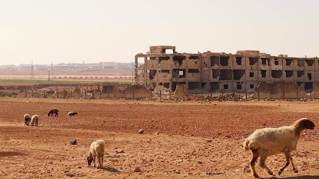 Wide shot of Aleppo Central Prison after Syria &rsquo;s war. Deserted, dry land surrounds the ruins as sheep graze sparse grass. A powerful visual of war aftermath, resilience, and rural survival.