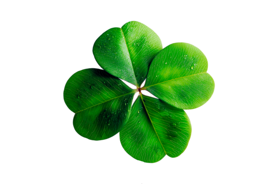 four leaf clover isolated