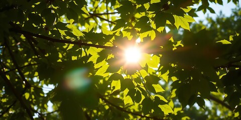 Sunlight dappling through lush green leaves on a tree branch,  environment,  botany