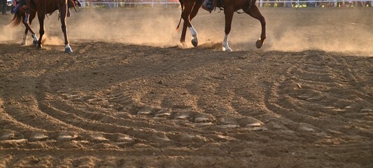 Rodeo Horse © Steve
