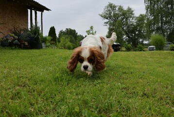 A playful Cavalier King Charles Spaniel sniffs the grass in a green backyard garden on an overcast...