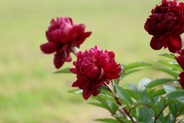 Lush deep red peonies in full bloom with green foliage on a sunny day. Soft blurred background...