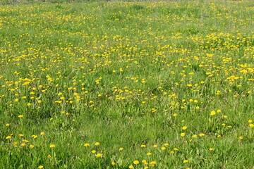 Spring lawn with dandelion flowers on a sunny day.	