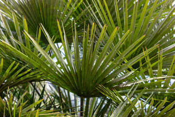 Close-up of vibrant green fan palm leaves creating a natural tropical pattern with sharp textures and sunlight filtering through