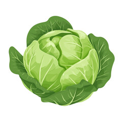 2D flat vector illustration of a Cabbage in icon style, isolated on white background