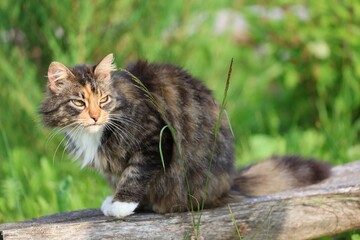 Long-haired tabby cat with white paws and golden eyes resting on a wooden log in a green garden on a sunny summer day. Natural outdoor animal portrait.