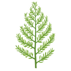 Minimal flat vector of a Asparagus Fern, 2D icon-style illustration on white background