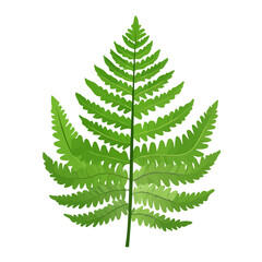 2D flat vector illustration of a Crocodile Fern in icon style, isolated on white background