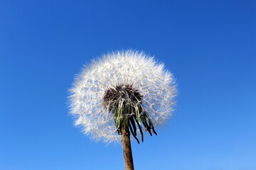 Beautiful white dandelion ball against the sky.
