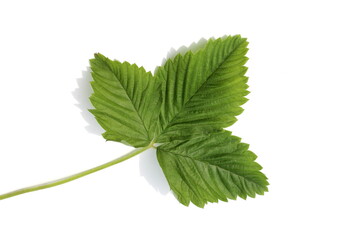 Strawberry leaf lies on a white background.