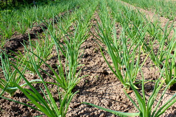 Green onions in the garden growing outdoors in the garden in spring.	