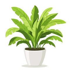 Flat 2D Birds Nest Fern illustration, vector graphic in icon style, on white background