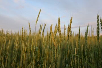 Obraz premium Close-up of tall green wheat stalks glowing in the soft golden evening light, under a peaceful blue sky with hints of clouds.