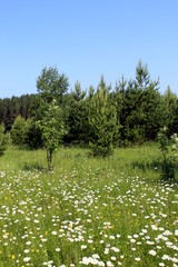 Summer landscape of beautiful nature with clouds and trees.	