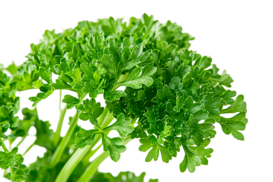 Fresh curly parsley bunch on white background isolated