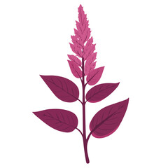 2D flat vector illustration of a Amaranth in icon style, isolated on white background