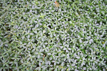 A dense carpet of periwinkle covers the ground, creating a textured pattern of foliage