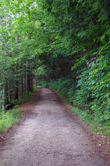 Obraz premium A secluded dirt path winds through a dense, lush green forest, inviting exploration into the natural surroundings