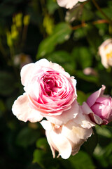 pink rose in garden
