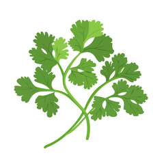 Flat 2D Cilantro illustration, vector graphic in icon style, on white background