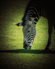 zebra in zoo