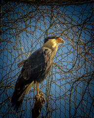 golden eagle in flight