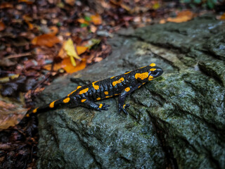 Spotted salamander resting on a rock surrounded by colorful autumn leaves in the damp forest of Vesszős Valley.