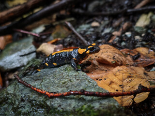 A fire salamander slowly crawling across a mossy rock in the Bükk Mountains after rainfall.