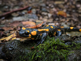 Close-up of a vividly spotted salamander moving through moss and leaves on a rainy day in the Bükk Mountains.