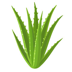 Minimal flat vector of a Aloe Vera, 2D icon-style illustration on white background