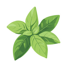 Minimal flat vector of a Basil, 2D icon-style illustration on white background