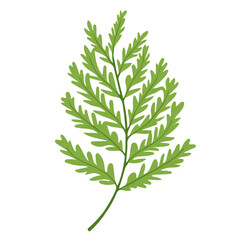 Asparagus Fern, flat style 2D vector image, isolated on a white background
