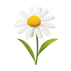 Flat 2D Chamomile Flower illustration, vector graphic in icon style, on white background