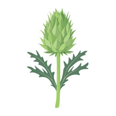 Minimal flat vector of a Cardoon, 2D icon-style illustration on white background