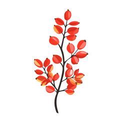 2D flat vector illustration of a Barberry in icon style, isolated on white background