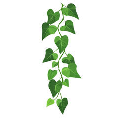 Flat 2D Arrowhead Vine illustration, vector graphic in icon style, on white background