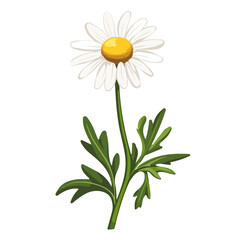 2D flat vector illustration of a Chamomile Flower in icon style, isolated on white background