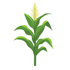Fototapeta premium Corn Plant, flat style 2D vector image, isolated on a white background