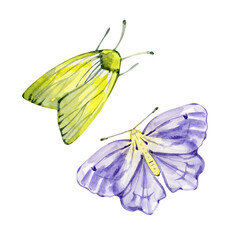 Watercolor illustration of two realistic moths. Perfect for nature prints, vintage designs, and entomology-themed projects.