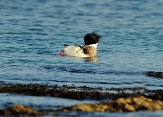 Male Red-breasted Merganser preening feathers in calm water