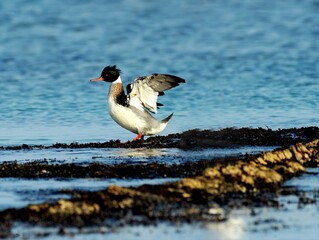 Red-breasted Merganser Male - Displaying Black-and-White Plumage and Wing Stretching Behavior