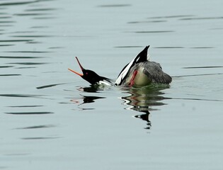 Male Red-breasted Merganser preparing to dive for prey