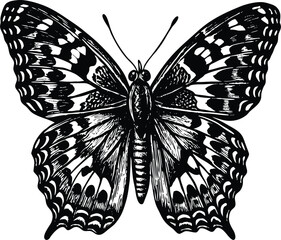 Elegant Monochrome Butterfly Illustration Vintage Style Insect Drawing, Perfect for Design Projects