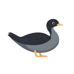 Coot, flat style 2D vector image, isolated on a white background