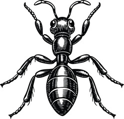 Detailed Illustration of a Fire Ant  High-Resolution Vector Graphic for Print and Digital Use